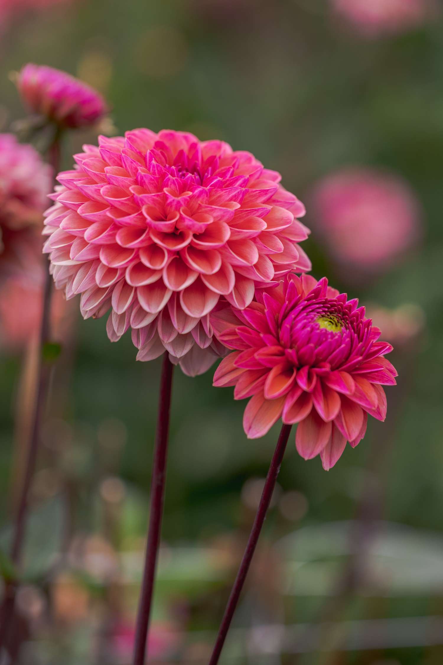 Dahlia 'Daisy Duke'